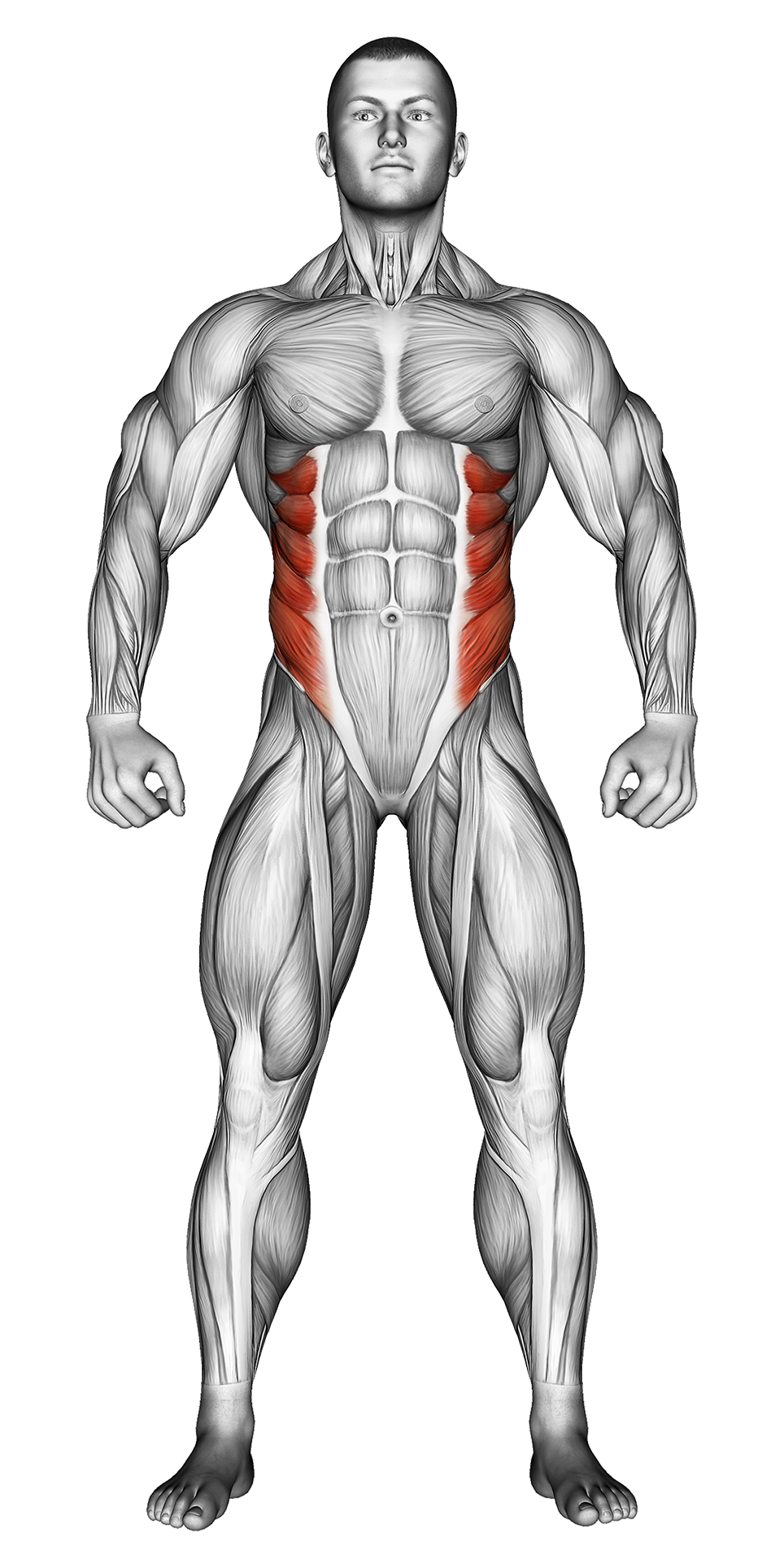 Obliques Muscle Exercises